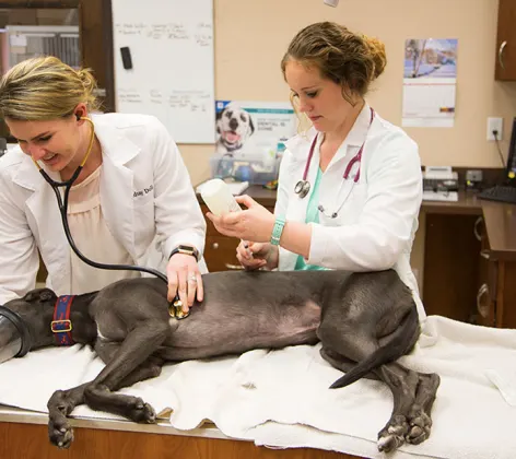 veterinary staff tending to a dog on an exam table